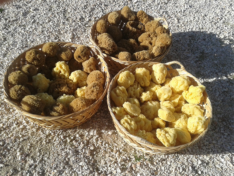variety of natural sponges