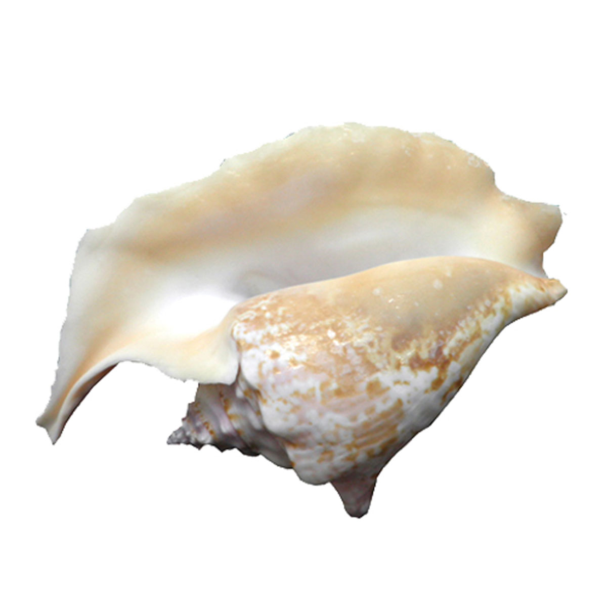 Strombus Gallus seashell
