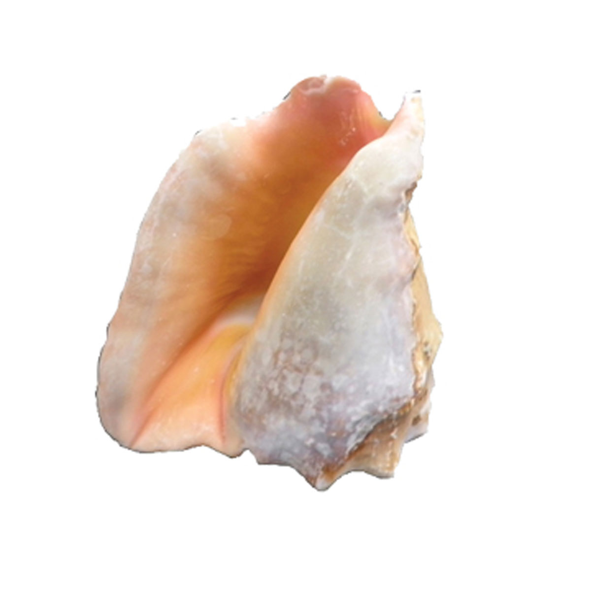 Strombus Peruvianus seashell