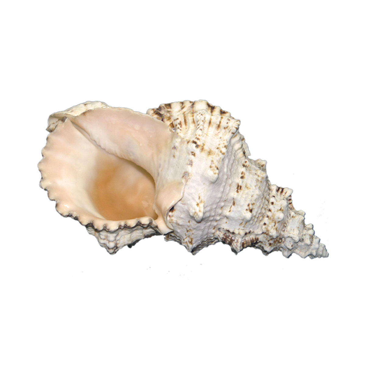 Bursa Bubo seashell