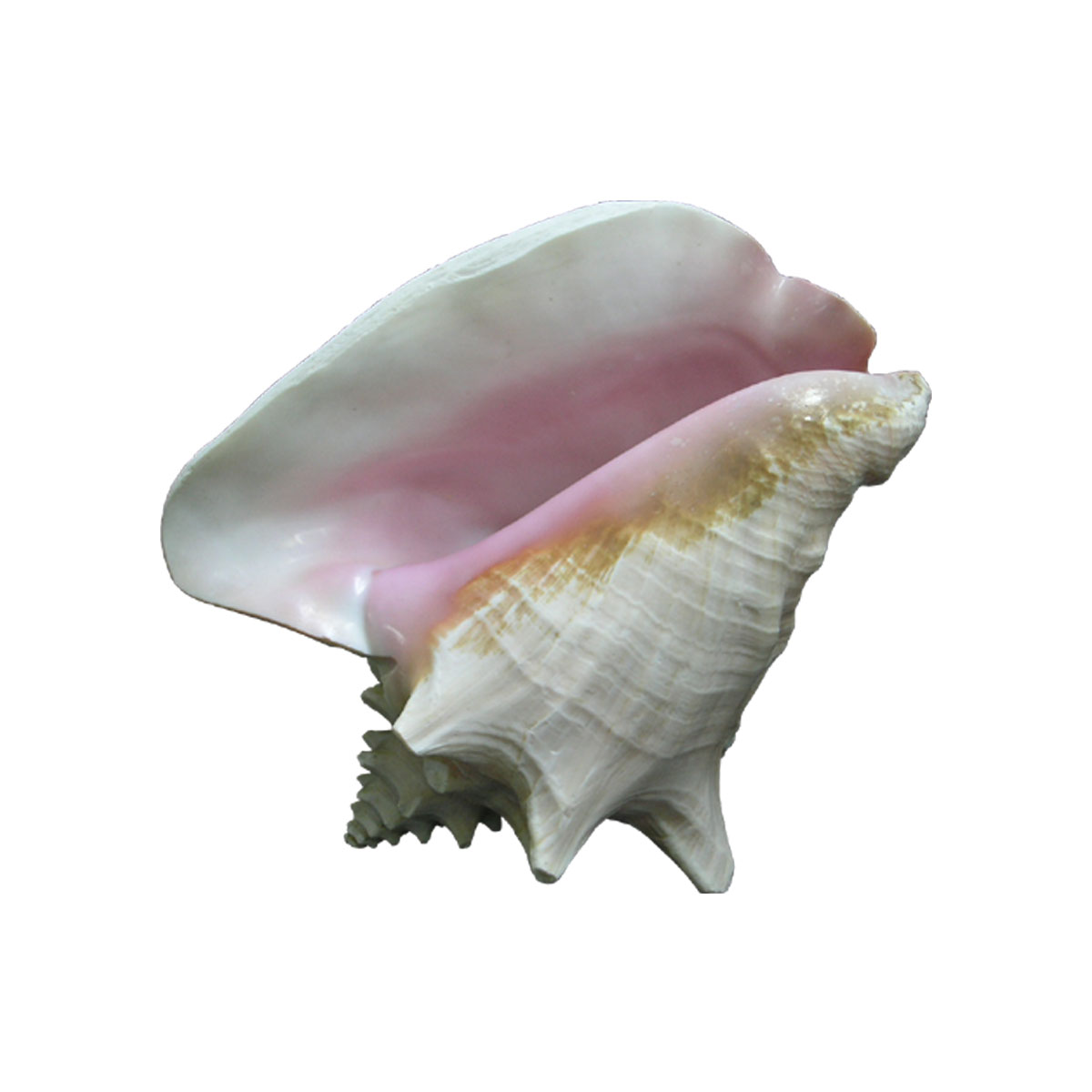 Strobus large seashell