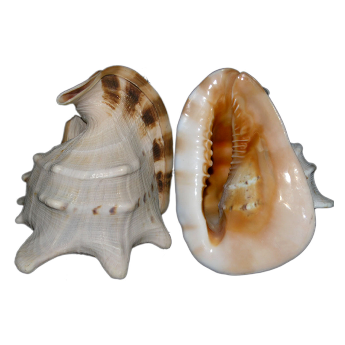 Helmet male seashell
