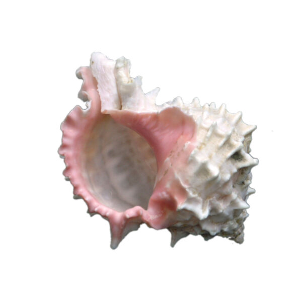 Murex Pink seashell