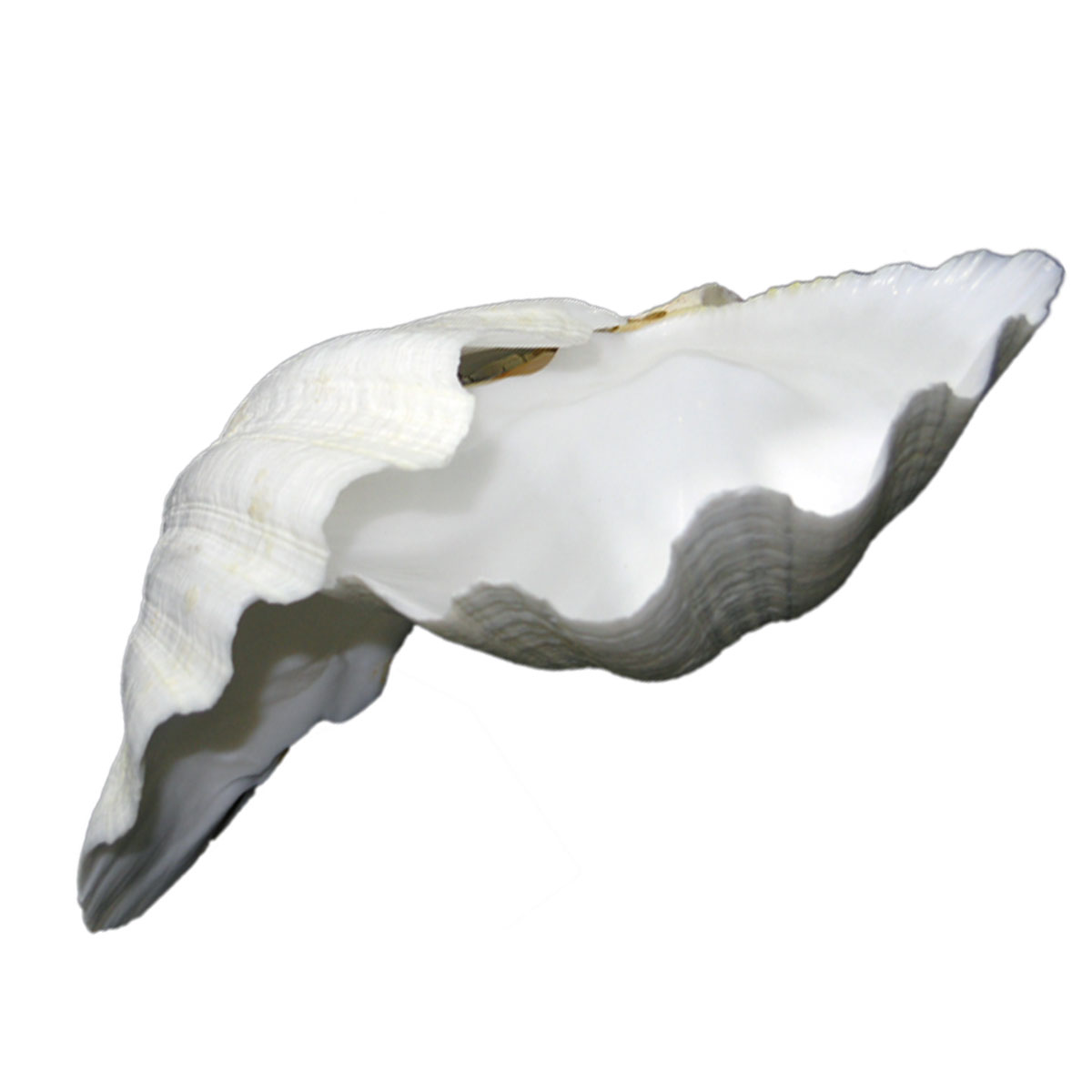 white clam seashell