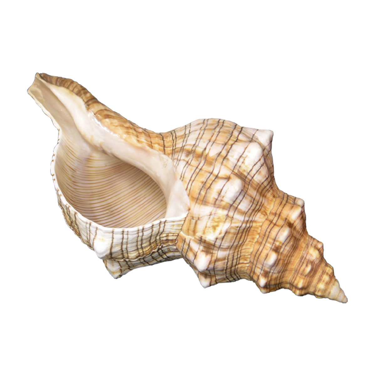 Fasciolaria Trapezium seashell