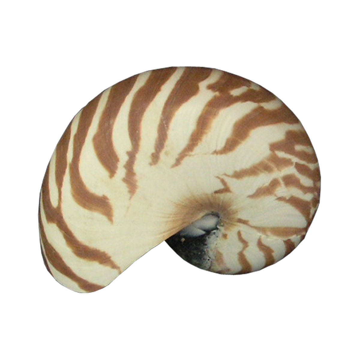 natural nautilus seashell