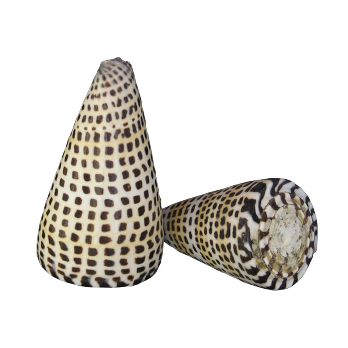 Conus Literatus/Leopardus seashell