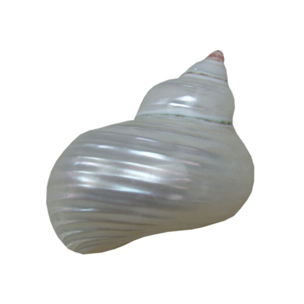 Turbo seashell