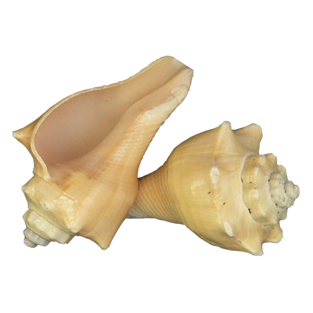 Melotzena Putzilina seashell