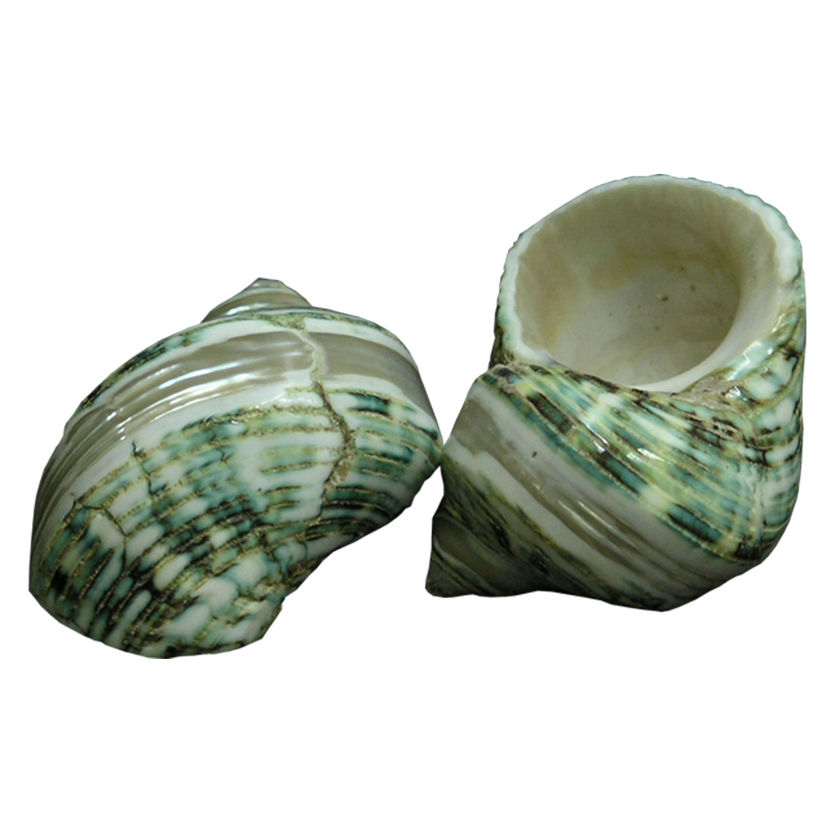 turbo green seashell-0