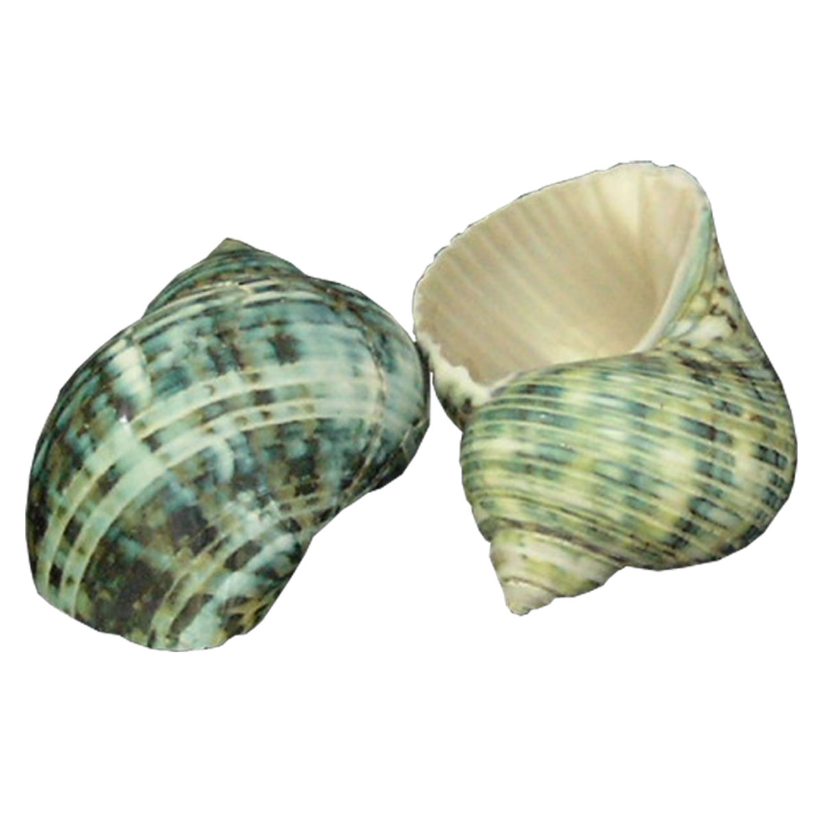 turbo green seashell