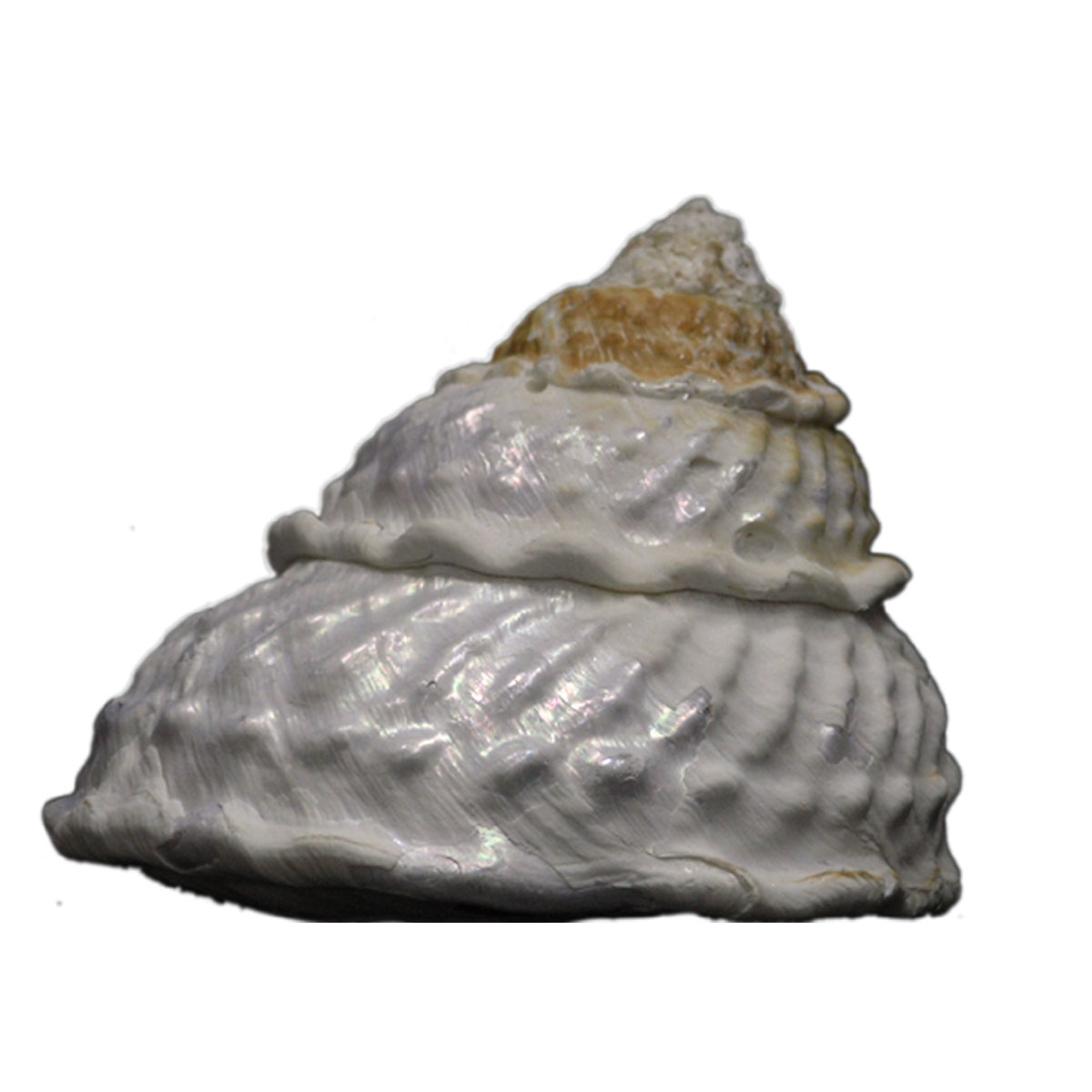 Wavy top seashell