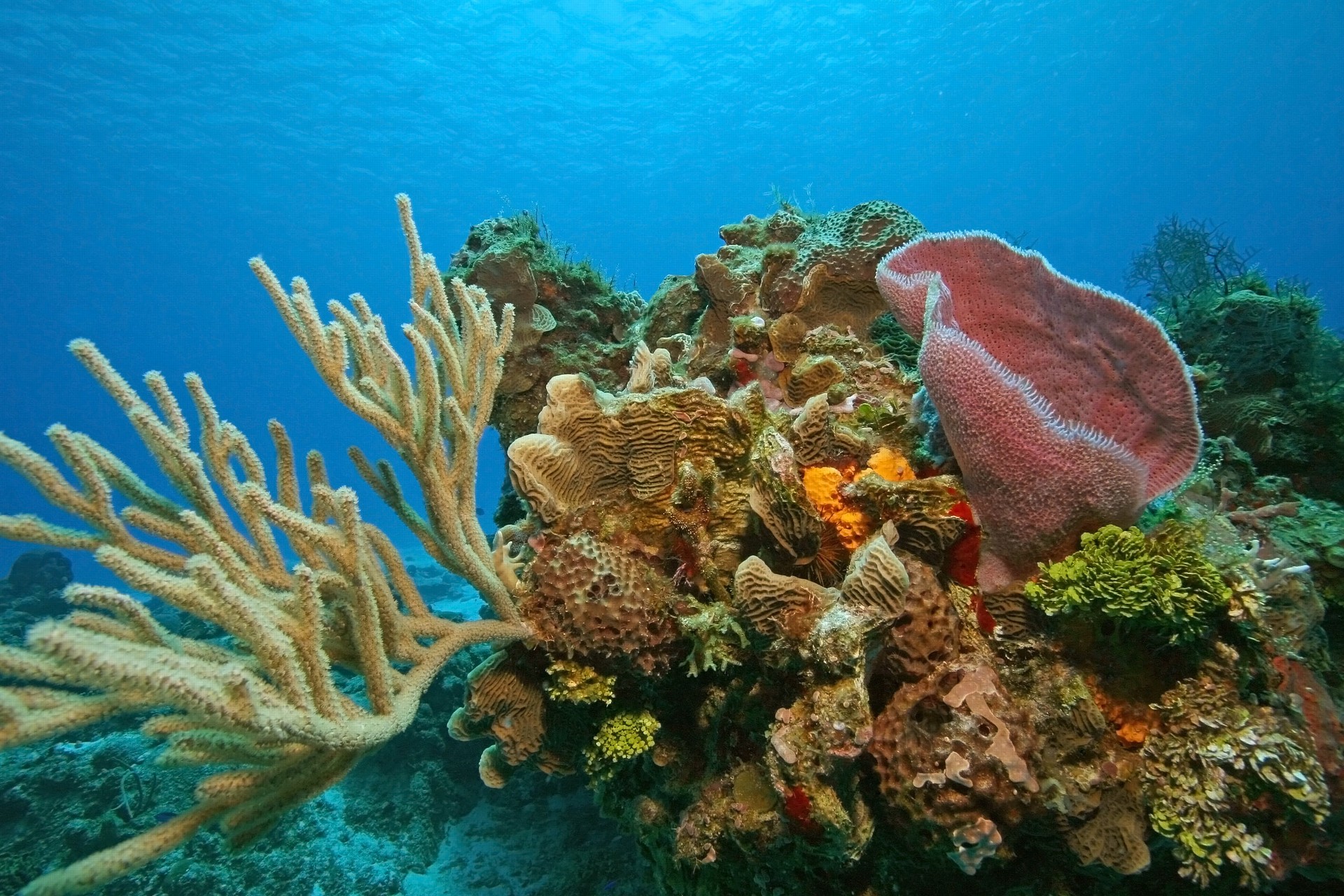 ocean natural sponges
